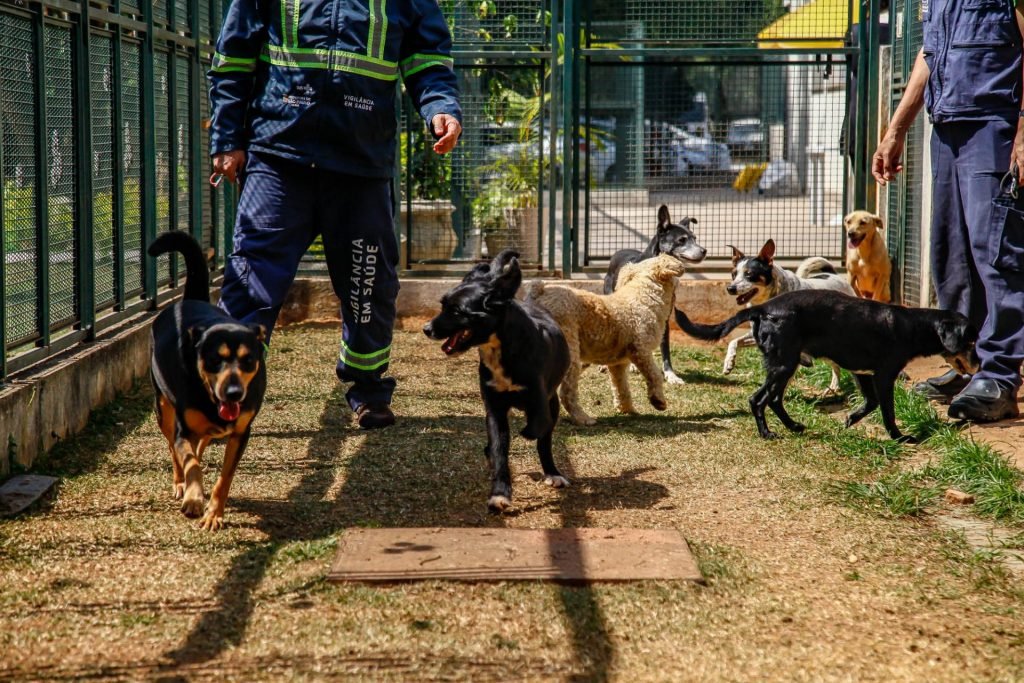 A proposta é sensibilizar as pessoas sobre a importância da adoção sem preconceito