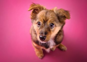 a principal forma de prevenção dos tumores mamários é a castração