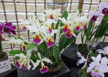 Evento acontece na Associação Orquidófila de São Paulo, de 22 a 24 de novembro