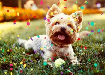 Lembre-se que nem todos os pets gostam de barulho e aglomerações; se for viajar, verifique as vacinas