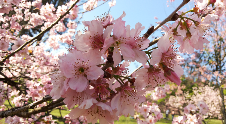 O bosque conta com mais de 4.000 árvores
