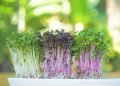 Os microverdes apresentam vantagens por terem um ciclo de cultivo muito rápido