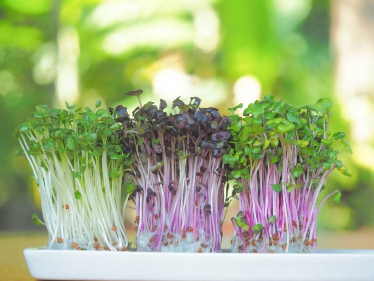 Os microverdes apresentam vantagens por terem um ciclo de cultivo muito rápido