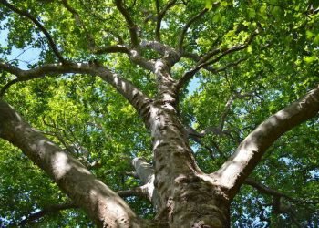 As folhas das árvores liberam vapor de água ao longo do dia e esse processo equivale à transferência da água do solo para a atmosfera