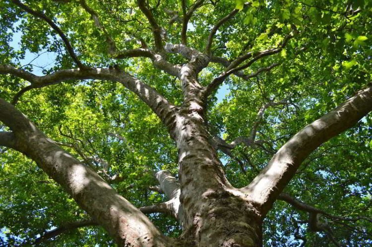 Meio Ambiente: vamos repensar a nossa relação com o planeta?