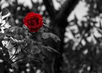 O luto em tempos de pandemia