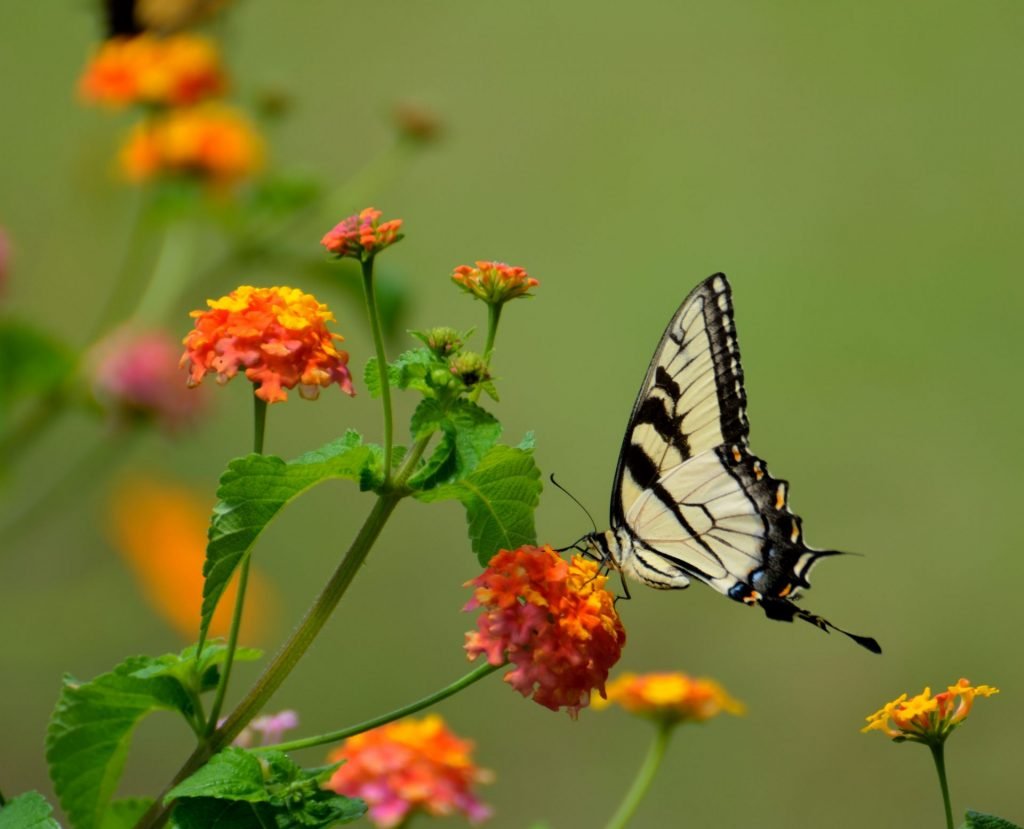 borboleta