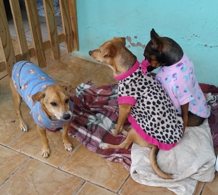 Campanha do agasalho Pet até o fim de julho