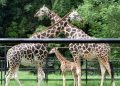 Zoológico reaberto