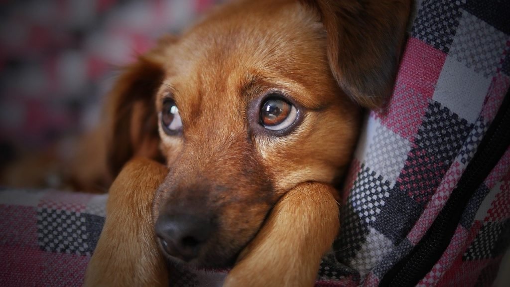 Com a retomada gradual da rotina, os cães e gatos podem sofrer com a separação dos tutores