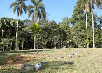 Ao todo já foram plantadas 8.300 mudas no Parque do Carmo