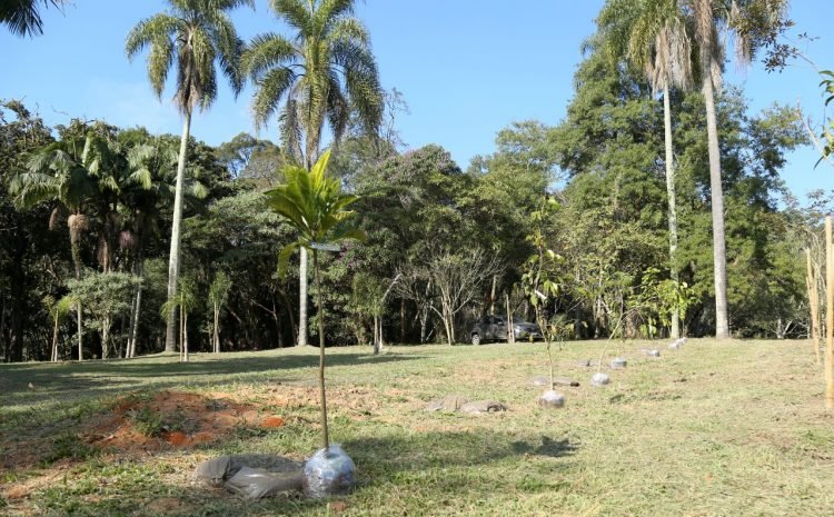 Ao todo já foram plantadas 8.300 mudas no Parque do Carmo
