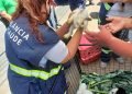 Ação resgata animais em feira clandestina