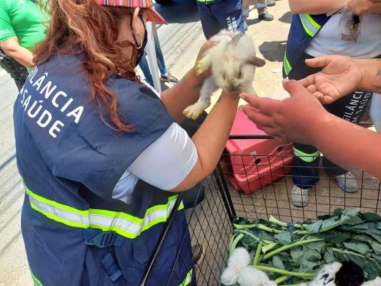 Ação resgata animais em feira clandestina