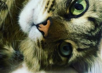 Hospital veterinário será construído em São Miguel, na Zona Leste