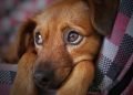 Ação de vacinação de cães e gatos