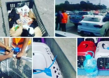 No total, 16 cães filhotes resgatados