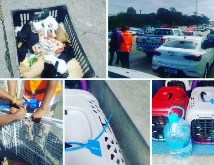 No total, 16 cães filhotes resgatados