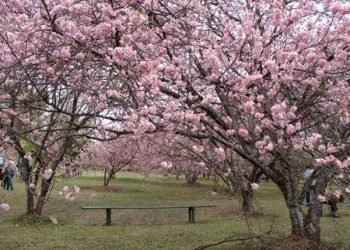 A pausa que tanto precisamos…