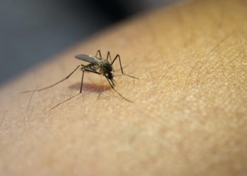 Cuidado com a Dengue, Zika, Chikungunya e a Febre Amarela