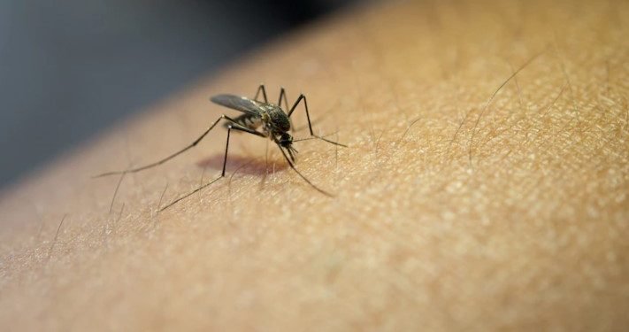 Cuidado com a Dengue, Zika, Chikungunya e a Febre Amarela