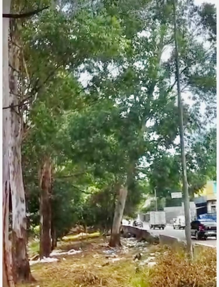 Risco de queda de eucalipto no canteiro da Jacu-Pêssego