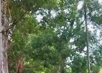 Risco de queda de eucalipto no canteiro da Jacu-Pêssego