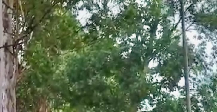 Risco de queda de eucalipto no canteiro da Jacu-Pêssego