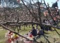 Festa das Cerejeiras no Parque do Carmo, em Itaquera