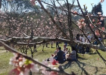 Festa das Cerejeiras no Parque do Carmo, em Itaquera