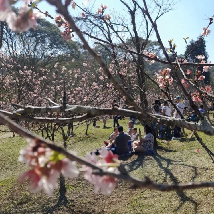 Festa das Cerejeiras no Parque do Carmo, em Itaquera