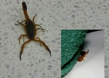 Registro dos escorpiões vistos em shopping e no Hospital Planalto