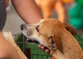 Evento acontece no dia 10 de dezembro, domingo