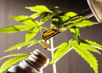 Para ter acesso ao remédio à base de canabidiol é preciso seguir alguns protocolos