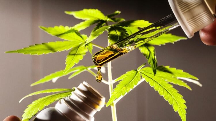 Para ter acesso ao remédio à base de canabidiol é preciso seguir alguns protocolos