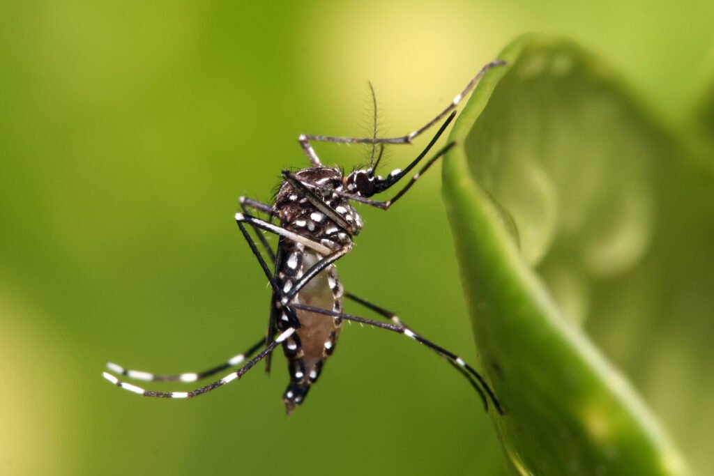 Aedes_aegypti - mosquito transmissor da Dengue