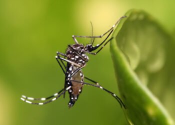 Aedes_aegypti - mosquito transmissor da Dengue