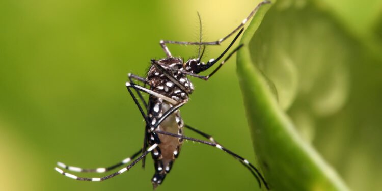 Aedes_aegypti - mosquito transmissor da Dengue
