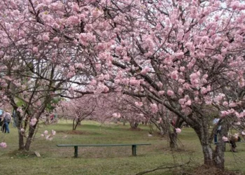 Florada das cerejeiras no Parque do Carmo
