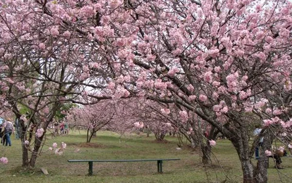 Florada das cerejeiras no Parque do Carmo