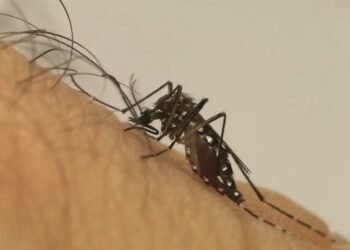 Combate à Dengue: Prefeitura de São Paulo já realizou mais de 1,3 milhão de ações em 2025