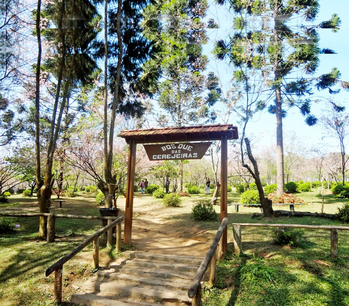 46ª Festa das Cerejeiras no Parque do Carmo reúne cultura japonesa e entrada gratuita