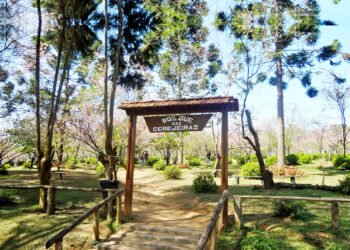 46ª Festa das Cerejeiras no Parque do Carmo reúne cultura japonesa e entrada gratuita