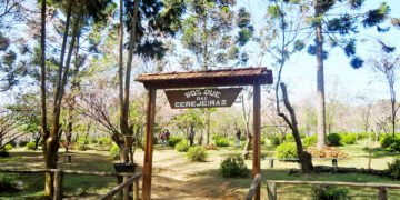 46ª Festa das Cerejeiras no Parque do Carmo reúne cultura japonesa e entrada gratuita