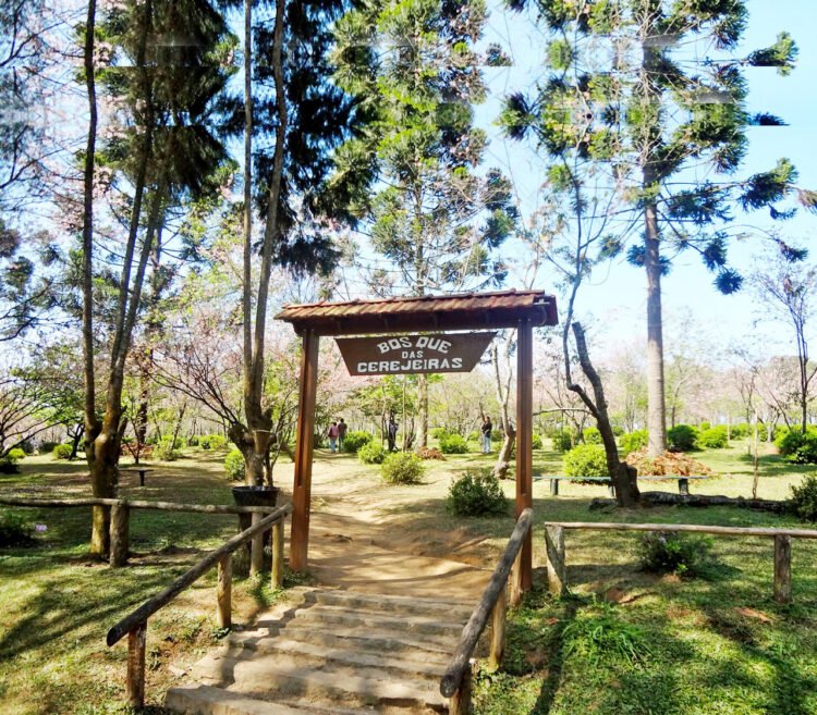 46ª Festa das Cerejeiras no Parque do Carmo reúne cultura japonesa e entrada gratuita